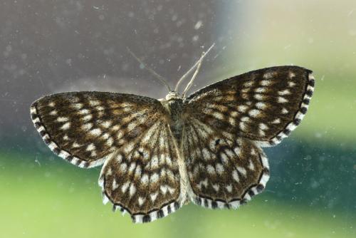 Réf. 184 462 : Scopula tessellaria